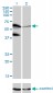 PPIL4 Antibody (monoclonal) (M01)