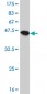 PPP1R14A Antibody (monoclonal) (M01)