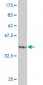 PPP1R2 Antibody (monoclonal) (M01)
