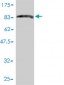 PRC1 Antibody (monoclonal) (M01)