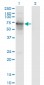 PRC1 Antibody (monoclonal) (M01)