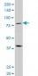 PRDM1 Antibody (monoclonal) (M01)