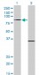 PRDM1 Antibody (monoclonal) (M01)