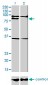 PRDM1 Antibody (monoclonal) (M01)