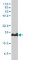 PRDX1 Antibody (monoclonal) (M01)