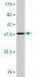 PRDX2 Antibody (monoclonal) (M01)