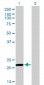 PRDX2 Antibody (monoclonal) (M01)