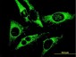 PRDX3 Antibody (monoclonal) (M01)