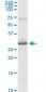 PRDX3 Antibody (monoclonal) (M01)