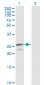 PRDX3 Antibody (monoclonal) (M01)