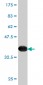 PRDX4 Antibody (monoclonal) (M01)