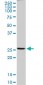 PRDX4 Antibody (monoclonal) (M01)