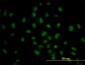 PRKAA1 Antibody (monoclonal) (M03)