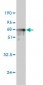PRKAB1 Antibody (monoclonal) (M01)