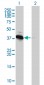 PRKAB1 Antibody (monoclonal) (M01)