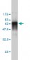 PRKAB1 Antibody (monoclonal) (M02)