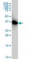 PRKAB1 Antibody (monoclonal) (M02)