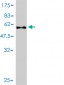 PRKAB2 Antibody (monoclonal) (M01)