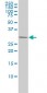 PRKAB2 Antibody (monoclonal) (M01)