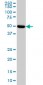PRKAR2A Antibody (monoclonal) (M01)