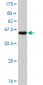 PRKCA Antibody (monoclonal) (M01)