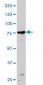PRKCA Antibody (monoclonal) (M01)