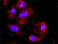 PRKCA Antibody (monoclonal) (M01)