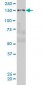 PRKCBP1 Antibody (monoclonal) (M01)