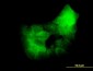 PRKCD Antibody (monoclonal) (M06)