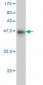 PRL Antibody (monoclonal) (M04)