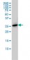 PRL Antibody (monoclonal) (M04)