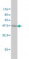 PROCR Antibody (monoclonal) (M03)