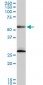 PRPF19 Antibody (monoclonal) (M07)