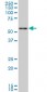 PRPF19 Antibody (monoclonal) (M07)