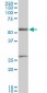 PRPF19 Antibody (monoclonal) (M07)