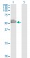 PRPF19 Antibody (monoclonal) (M07)