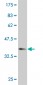 PRPS2 Antibody (monoclonal) (M02)