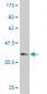 PRPS2 Antibody (monoclonal) (M02)