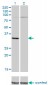 PRPS2 Antibody (monoclonal) (M02)