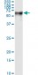 PSAP Antibody (monoclonal) (M01)