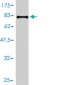 PSAP Antibody (monoclonal) (M01)
