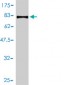 PSAP Antibody (monoclonal) (M01)