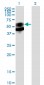 PSAP Antibody (monoclonal) (M01)