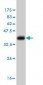 PSCD2 Antibody (monoclonal) (M02)