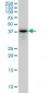 PSCD2 Antibody (monoclonal) (M02)