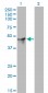 PSCD2 Antibody (monoclonal) (M02)
