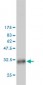 PSIP1 Antibody (monoclonal) (M01)