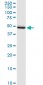 PSIP1 Antibody (monoclonal) (M01)