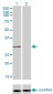 PSMA1 Antibody (monoclonal) (M01)