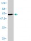 PSMA1 Antibody (monoclonal) (M01)